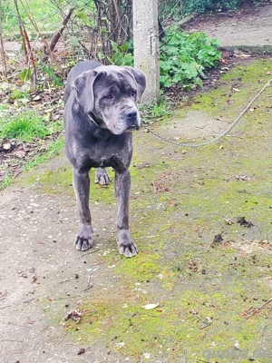 Luna   Cane Corso Hündin 