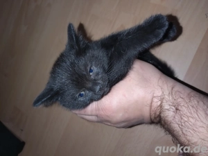 Schwarze brittisch kurzharr mix katze 