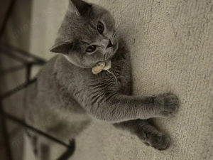 Britisch Kurzhaar Kater