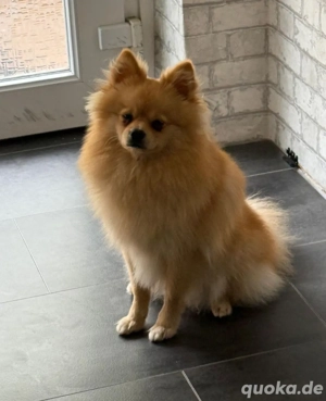 süßer spitzrüde sucht neues zuhause.