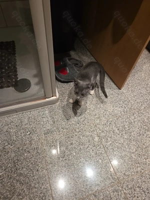 !! Liebe Mischlings - Kätzin sucht neues Zuhause!!