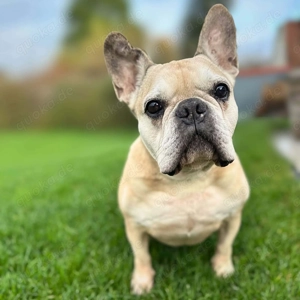 Henry - ist kinderlieb