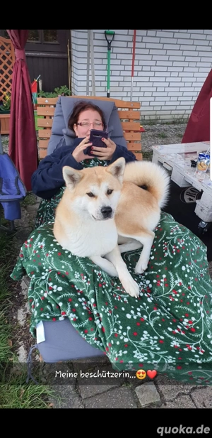 suche Akita Inu Deckrüden