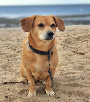 Luna - ist anhänglich 