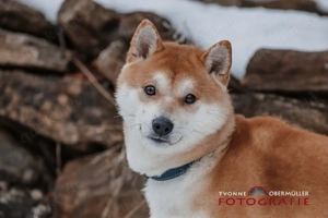 Fiete - ein Sturkopf