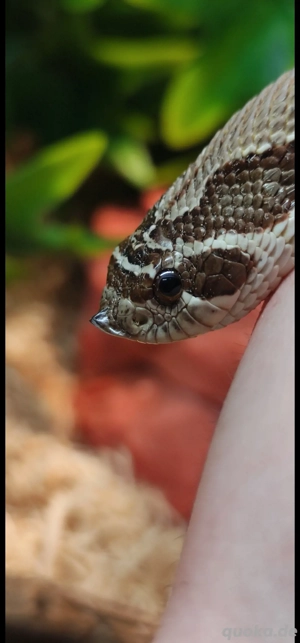 super andakonda hakennasennatter