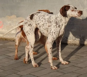 Acira, geb. ca. 04 2023, lebt auf einer Pflegestelle in 67735 Mehlbach Bild 7