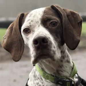 Acira, geb. ca. 04 2023, lebt auf einer Pflegestelle in 67735 Mehlbach