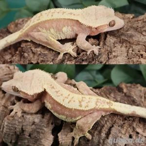 Kronengecko (Correlophus ciliatus)