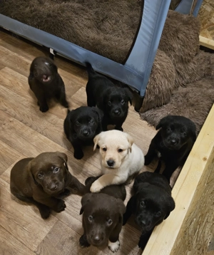 Labrador Mischlinge Labrador Mix Welpen