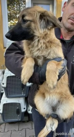 Hellen   Sanfte Junghündin sucht ihr Zuhause