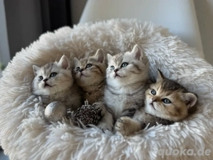 Wunderschöne BKH Kitten Mitte Januar abgabebereit