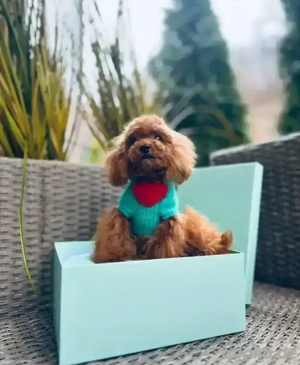 Deckrüde Asiatische Toy Pudel Rot Braun 