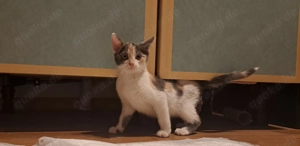 Glückskätzchen Weibchen