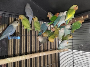 pfirsichköpfchen Agaporniden Vögel 