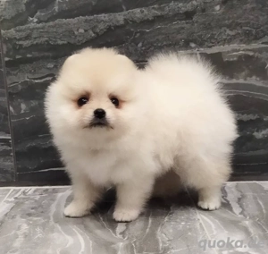 Pomeranian Welpen