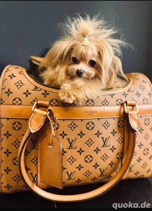 Maltipu Farbe:gold 18 Monate