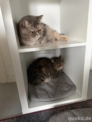 Britsch Kurzhaar katze 