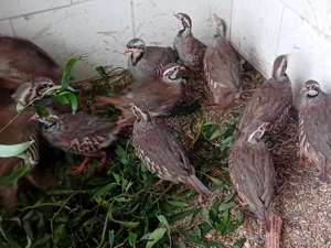 Verkaufe rot und steinhühner  von 25  blutsfremd 