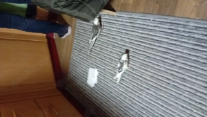 Verkaufe  handzahme Nymphensittiche 