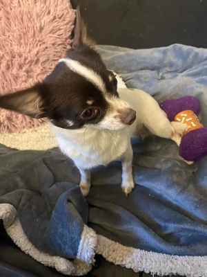 suche deckrüden chihuahua