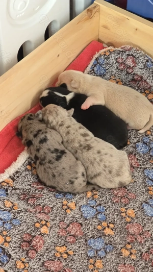 Chihuahua xl mit Ahnentafel 