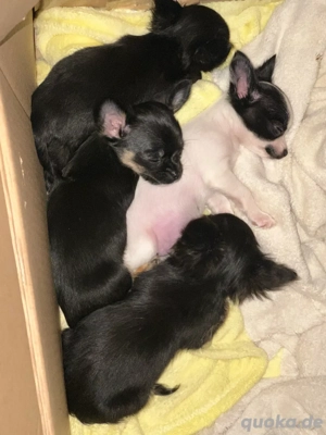 Chihuahua Welpen acht Wochen alt