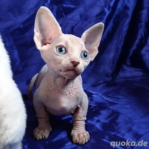 Sphynx-Kitchen   Rüde