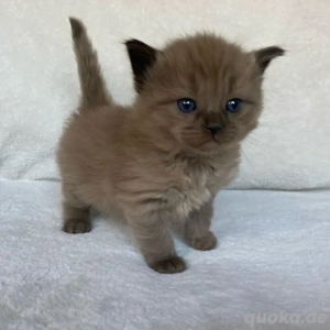 Ragdoll-Kätzchen   Rüde