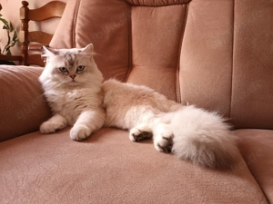 Perser   Maine Coon Kitten, Kätzchen, cats, Katzen Bild 10