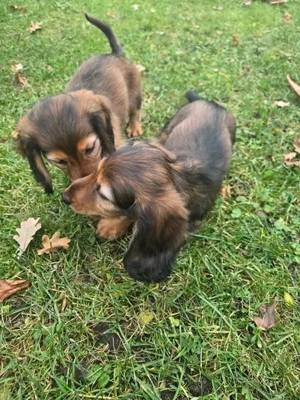 Reinrassige Langhaardackel-Hündinnen in rot