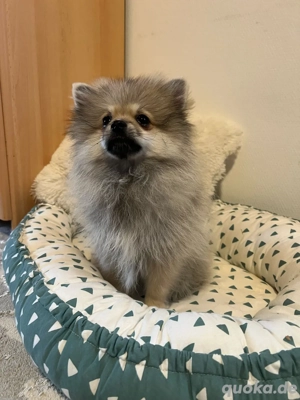 Pomeranian Spitz Weibchen