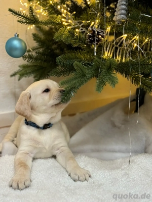Labrador Welpen