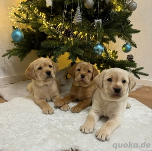 Labrador Welpen