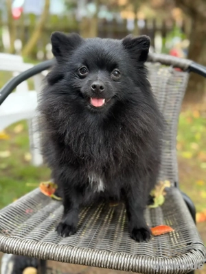 Pomeranian Spitz Hündin