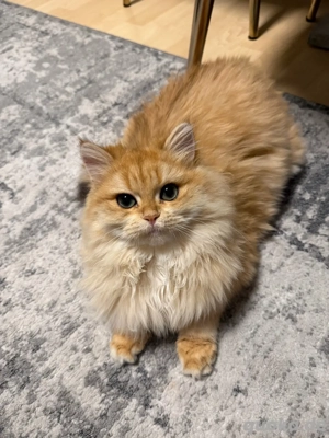 Golden Ny11 shell Longhair 