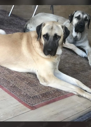 Zwei liebevolle Hunde abzugeben   aufgrund von Platzmangel und Umzug