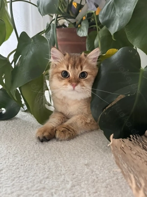 Perserkätzchen persian cat Perserkatze