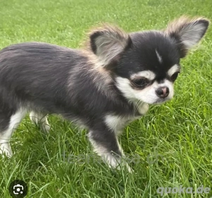 chihuahua husky mädchen gesucht 