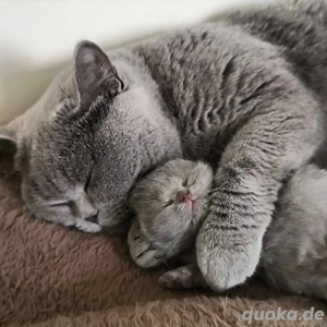 Britisch Kurzhaar Kätzchenzu verkaufen