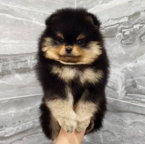 Pomeranian-Welpe   Rüde