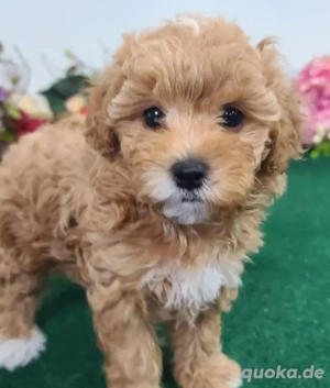 Maltipoo-Welpe   Weiblich