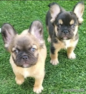 Französische Bulldogge   Rüde