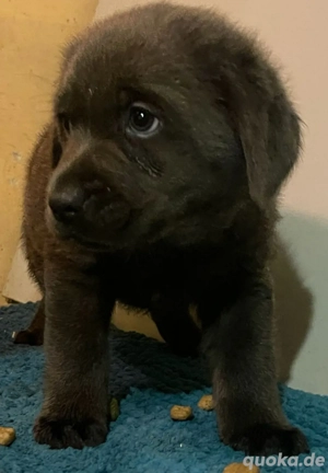 Labrador Welpe Hundin, charcoal, silbergrau chocolate 