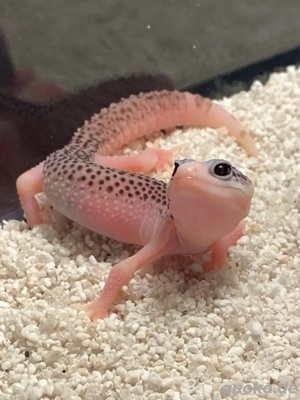 Leopardgecko Jungtier 0.1 Super Galaxy Pied