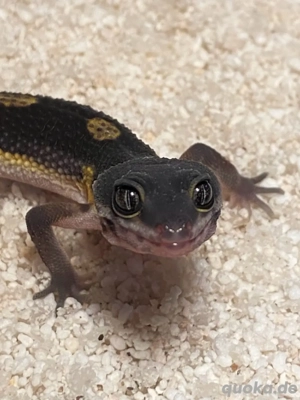 Leopardgecko Jungtier 0.1 Black Night