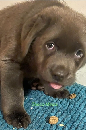 Labrador Welpen charcoal, chocolate braun , black   schwarz