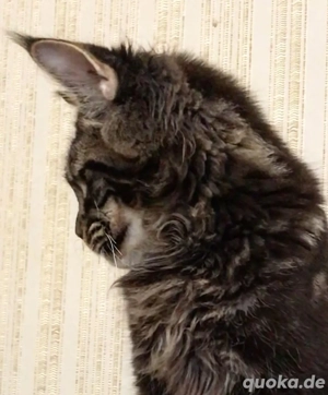Maine-Coon-Kätzchen