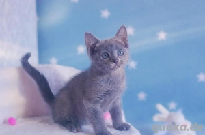 Russisch Blau-Kätzchen   Weiblich