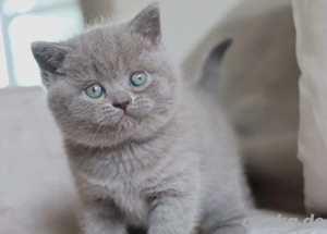 Männliche Britisch Kurzhaar Kätzchen